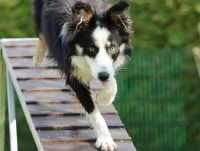 L'agility et les catégories de chiens