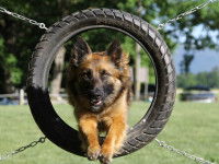 Les concours d'agility et leurs épreuves