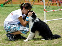 Comment pratiquer l'agility avec son chien ?