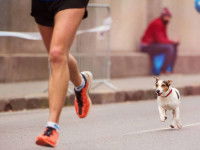 C'est bon pour la santé de votre chien