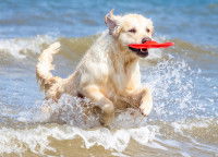 Un chien avec un frisbee dans la gueule court dans la mer