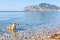 Un chien se baigne dans la mer