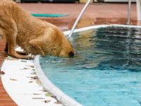 Un chien plonge la tête dans une piscine pour boire
