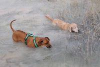 Un Golden Retriever et un Rhodesian Ridgeback nagent dans une eau grise