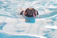 Un Carlin nage dans une piscine