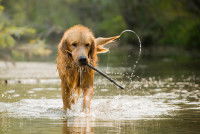 Un chien mouillé joue dans l'eau avec un bâton