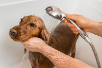 Un homme rince son chien Cocker dans la baignoire