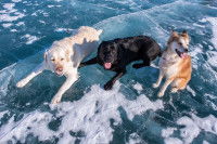 Trois chiens sur un lac gelé en hiver