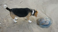 Un chien observe une méduse sur le sable de la plage