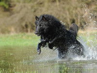 Un chien noir bondit dans l'eau d'un lac