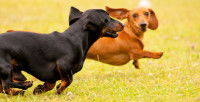 Pourquoi un chien joue-t-il ?