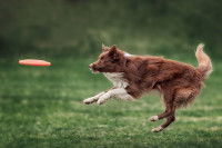 Les bienfaits du jeu pour la santé physique du chien