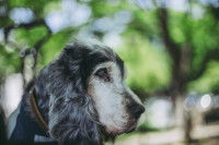 Le chien malade ou âgé