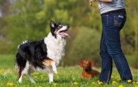 Le chien timide ou introverti