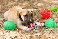 Les types de jeux que les chiens pratiquent