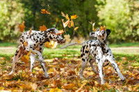 Les risques pour la santé du chien
