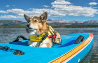 Un chien avec un gilet de sauvetage couché sur un paddle