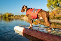 Un chien sur un paddle attaché avec un leash