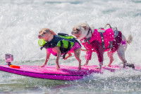 Deux petits chiens font du surf en mer