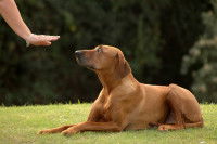 Une femme apprend l'ordre couché à son chien