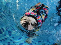 Un chiot Bouledogue Anglais apprend à nager dans une piscine