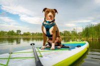 Un chien de type Pitbull assis sur une planche de paddle