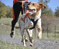 L'équipement nécessaire pour faire de la cani-rando