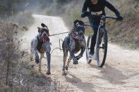 Cani-trottinette avec deux chiens