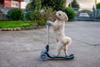 Un petit chien blanc sur une trottinette
