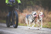 Deux chiens Huskys tirent une cani-trotinette
