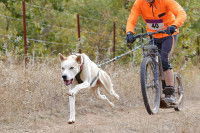 Un homme et son chien font de la cani-trottinette