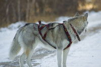 Un Husky dans la neige, avec un harnais de traction