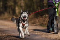 Un Husky fait de la cani-trottinette avec son maître