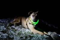 Un chien allongé dans la nuit avec un collier lumineux