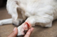 Un Labrador blanc blessé à la patte