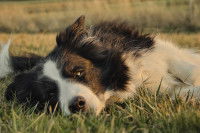 Un Border Collie allong&eacute; dans l'herbe