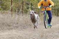 Un homme et son chien font de la cani-trottinette