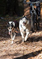 Les races de chiens adaptées à la pratique du Cani-VTT