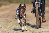 Qu'est ce que le Cani-VTT ?