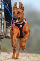 Le comportement du chien lors d'une session de Cani-VTT