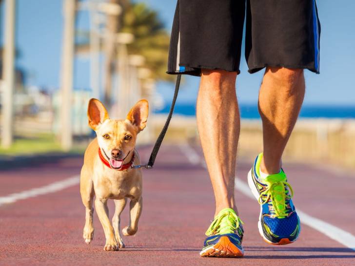 Courir avec son chien : le canicross