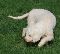 Existe-t-il des races de chien truffier ?