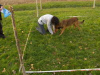 Les classes dans les concours de chien truffier