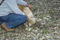Le d&eacute;roulement d'un&nbsp;concours de cavage&nbsp;