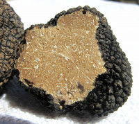 La truffe et ses mystères