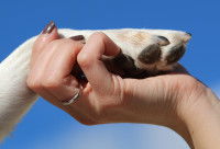 Une main tient une patte de chien