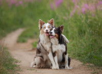 Un chien sert un autre chien contre lui