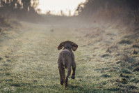 Un chien vu de dos s'en va