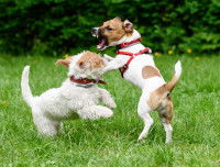 Deux petits chiens en train de se battre