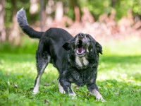 Un chien en train d'aboyer